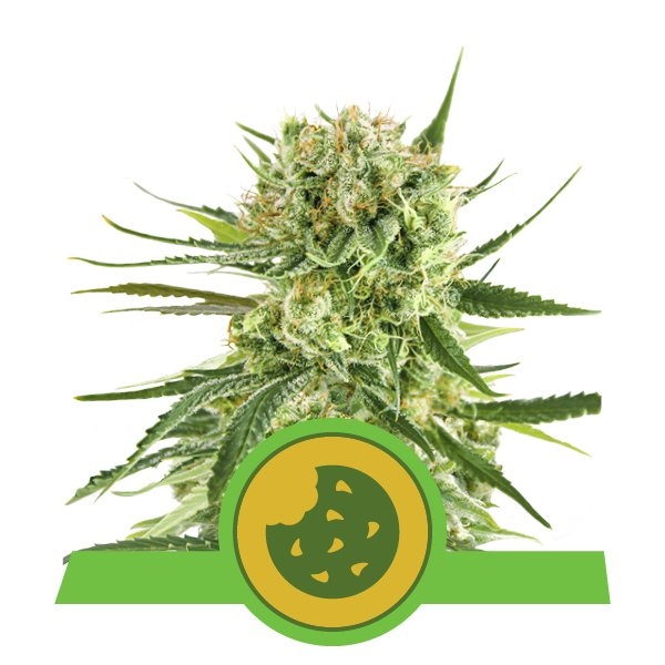royal-cookies-automatic - Hampuukia