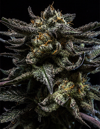 Zombie-Kush-Semillas - Hampuukia