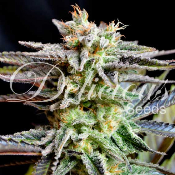 sugar-black-rose_7 - Hampuukia