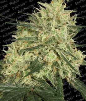 Atomical Haze