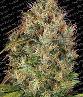 Dutch Kush