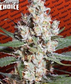 L.A. Amnesia