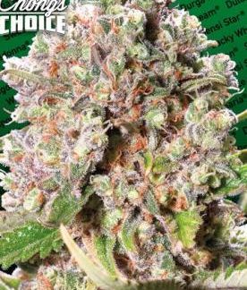 Mendocino Skunk