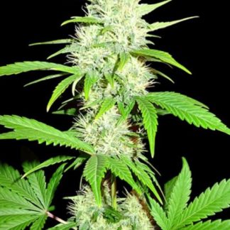 Amnesia Ganja Haze