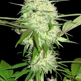 Silver Buddha Haze