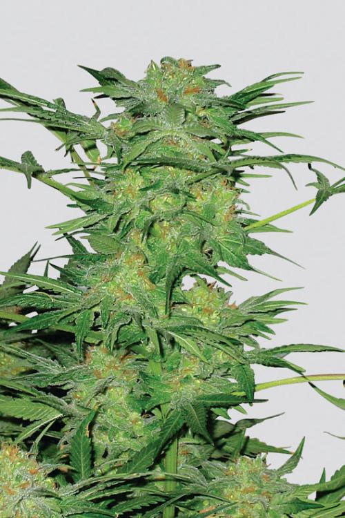 ak-48-nirvana_500x750 - Hampuukia