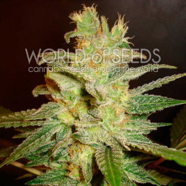northen_light_x_big_bud_10 - Hampuukia