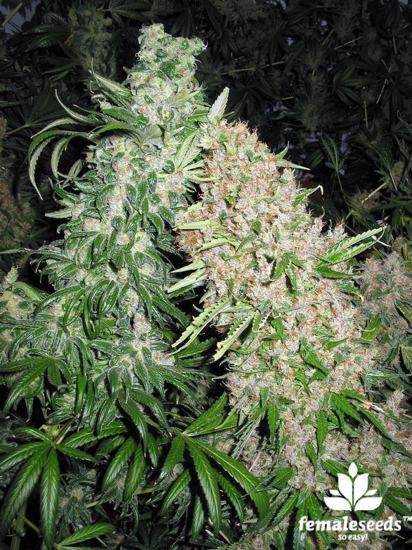 Female-Seeds-Skunk-Special - Hampuukia