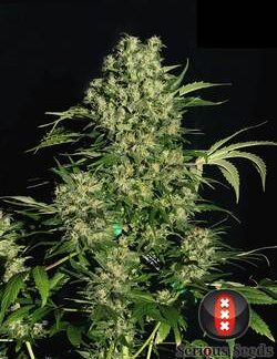 Chronic