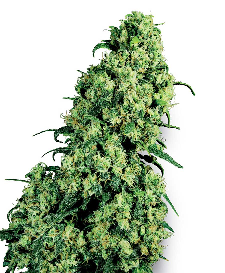white-label-skunk-1 - Hampuukia