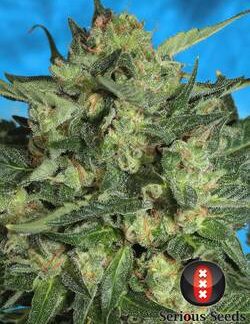 White Russian AUTO