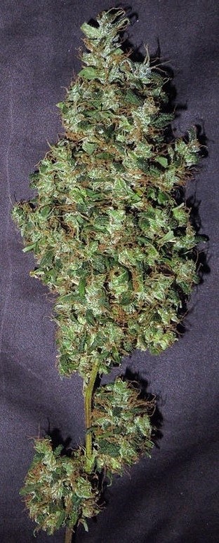purple_haze_x_malawi_terpene_cola_harvested - Hampuukia