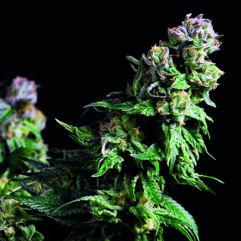 Purple Urkle - Hampuukia