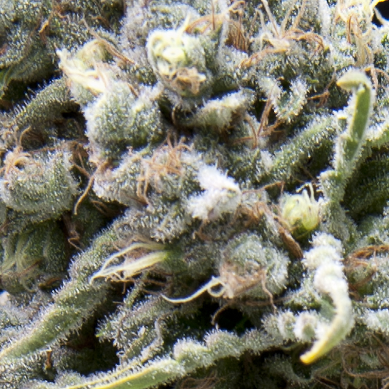 White-Widow-Autoflowering-800x800 - Hampuukia