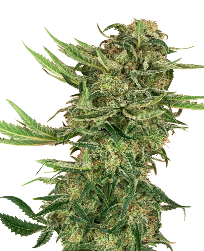 n13-kush-feminized-xl - Hampuukia
