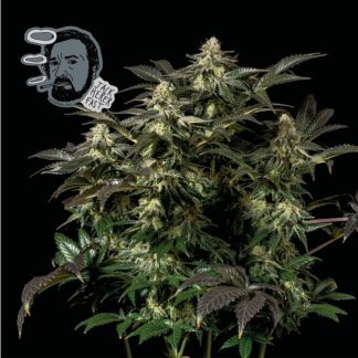 Jack Herer FAST