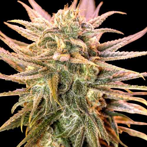 Gold-Bar-Kush-1 - Hampuukia