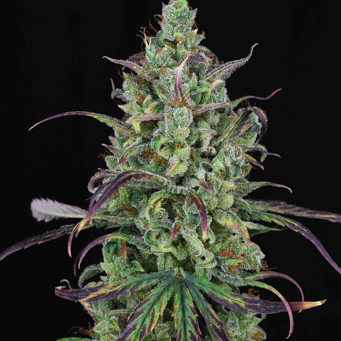 Lemon-Cream-Kush-Automatic-Female-Cannabis-Seeds - Hampuukia