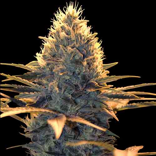 Spliff-Cheese-3 - Hampuukia