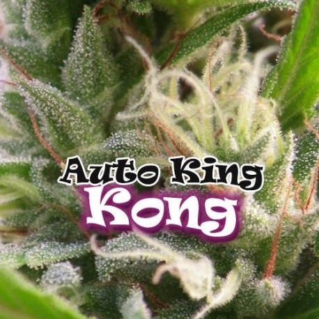 auto-king-kong - Hampuukia