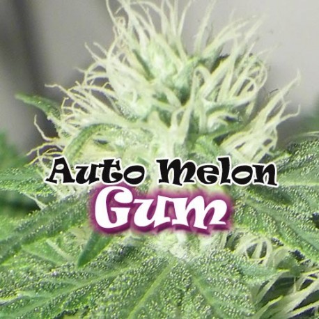 auto-melon-gum - Hampuukia