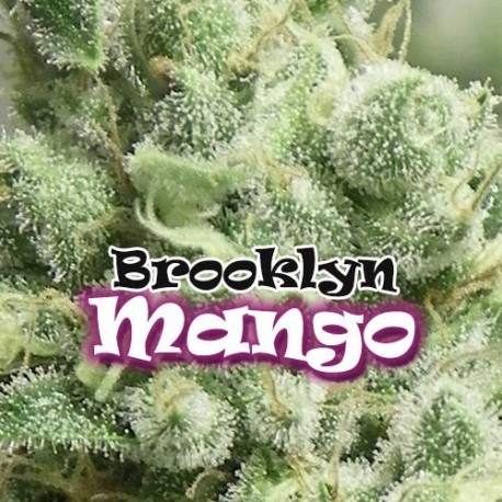 brooklyn-mango - Hampuukia