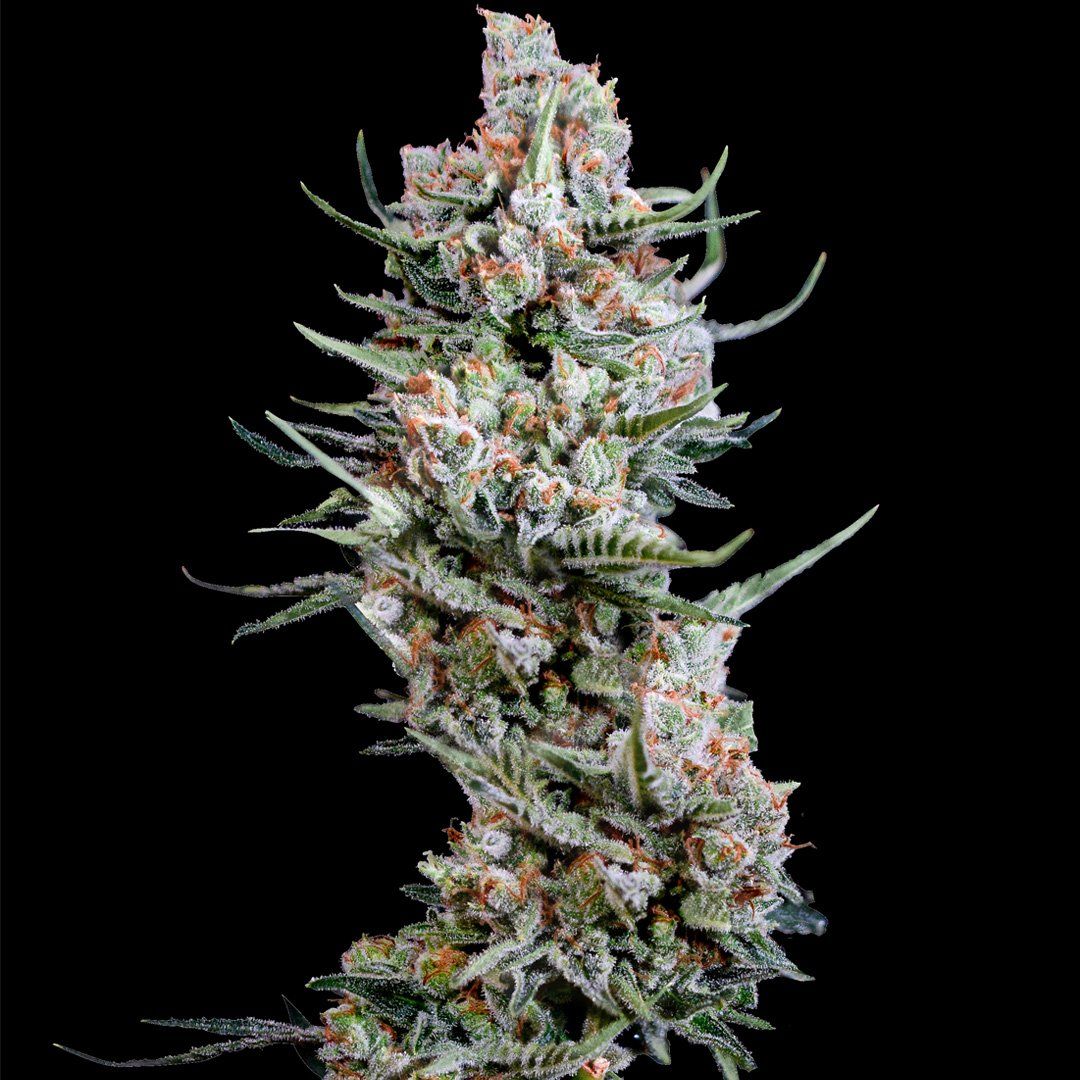 crystal-white-1 - Hampuukia