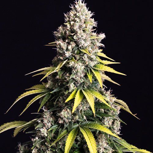 lemon-cream-kush - Hampuukia