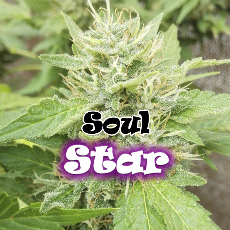 soul-star - Hampuukia