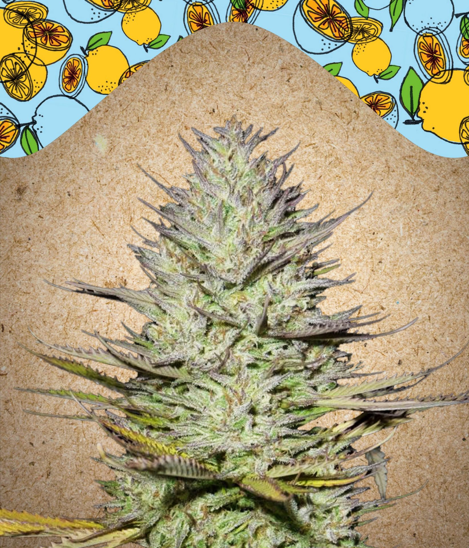 Outdoor-Grapefruit - Hampuukia
