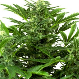 Mandarine Punch AUTO