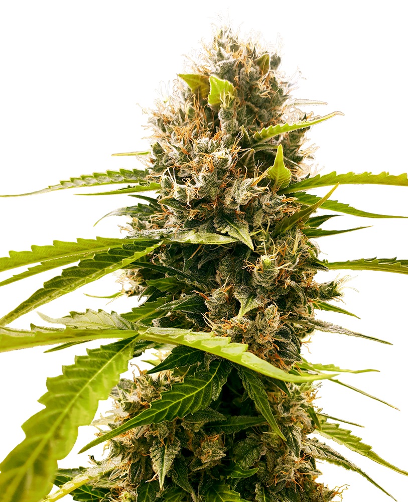 mandarin-punch-feminized-xl - Hampuukia