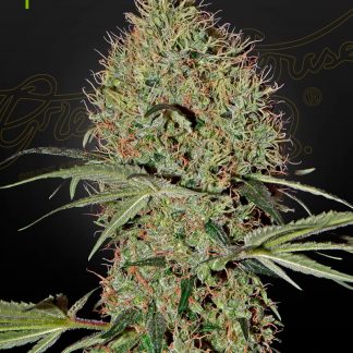 Super Bud AUTO