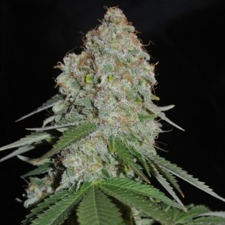 White Widow Orginal