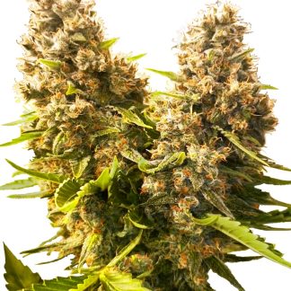 Banana Kush Cake AUTO