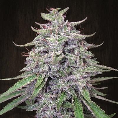 bangihaze - Hampuukia