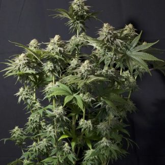 Orange Sherbet FF (Fast Flowering)