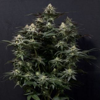 Purple Lemonade FF (Fast Flowering)