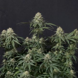 Tropicana Cookies FF (Fast Flowering)