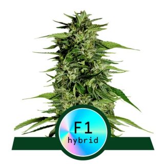Hyperion F1 AUTO