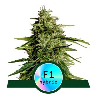 Milky Way F1 AUTO