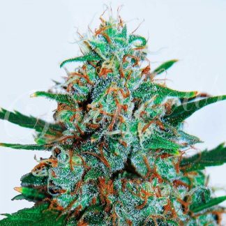 Critical Neville Haze AUTO