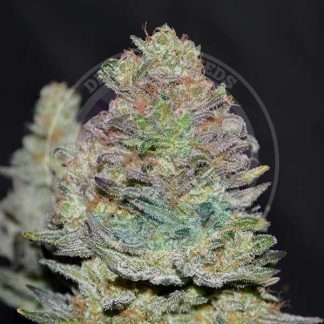 Delecious Cookies AUTO