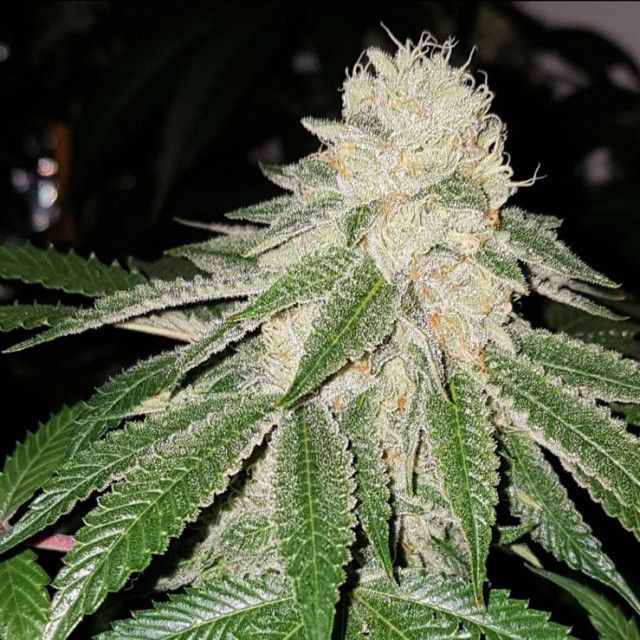 the-plug-seedbank-sunlato - Hampuukia