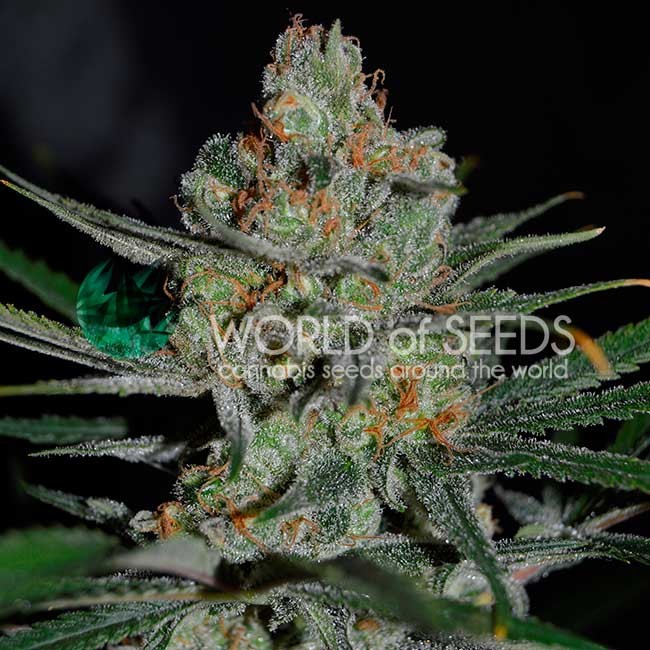 afghan-kush-early-harvest - Hampuukia