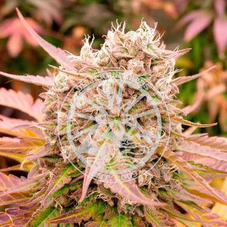 Dark Lemonade AUTO