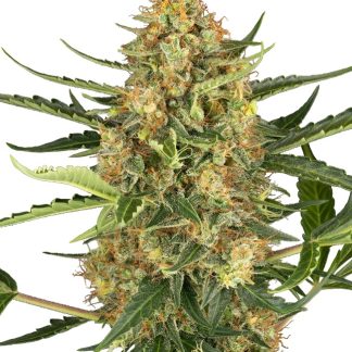 Blueberry Bubblegum AUTO