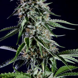 Rainbow Sherbet #11 aka RS11