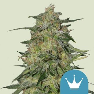Royal Highness CBD