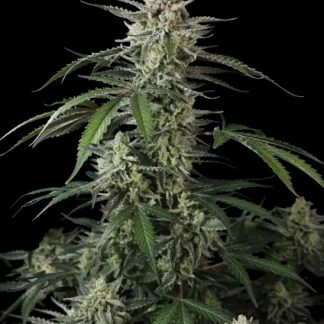 Mature cannabis plant with dense frosty buds and serrated leaves against a black background.